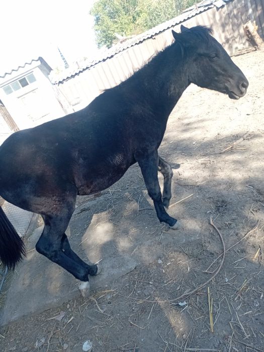 Продам лошадь кушает все