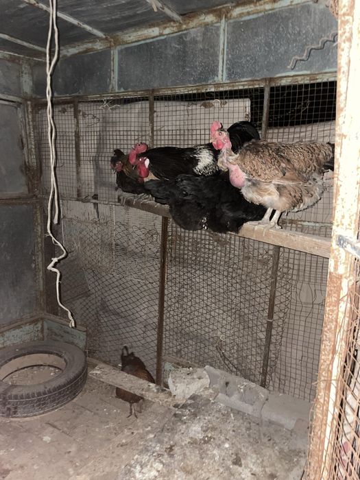 Тауықтар сатылады 12мекен 2қораз туып тур кунде 7,8жұмыртка