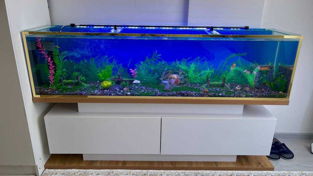 baliqga akvarium