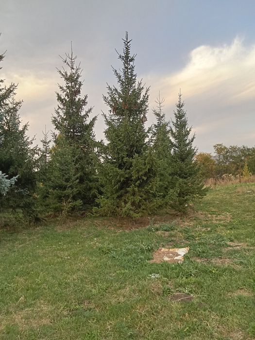 Ёлки  крупномеры