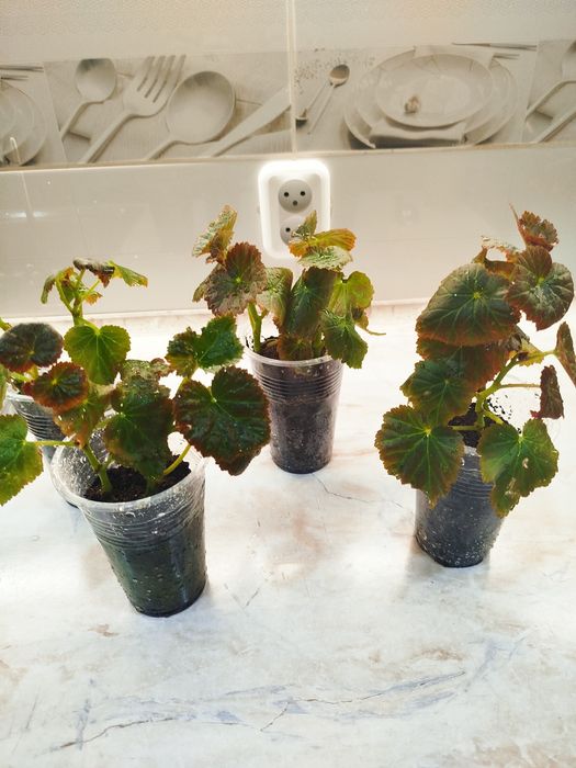 Цветок   Бегония