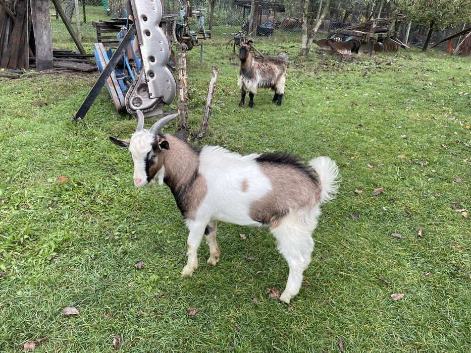 Vand tap tanar frumos / schimb cu pasari de curte