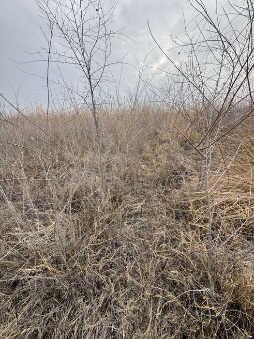 Gujum kuchati  2yillik