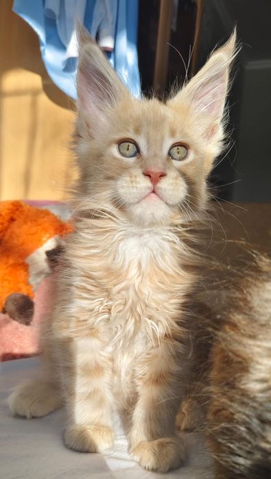 Куномалыши очень ждут своих родителей.