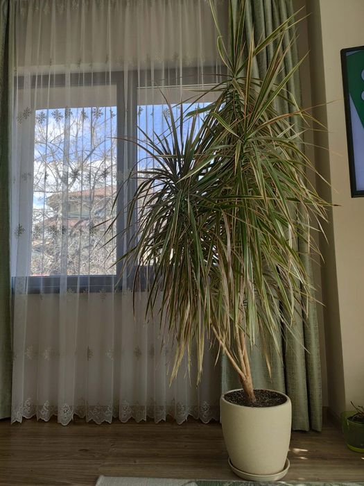 Драцена (многоцветно стайно растение)