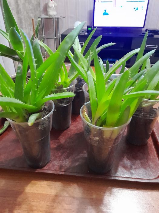 Продам Алоэ цена от 800тг до 2000тг