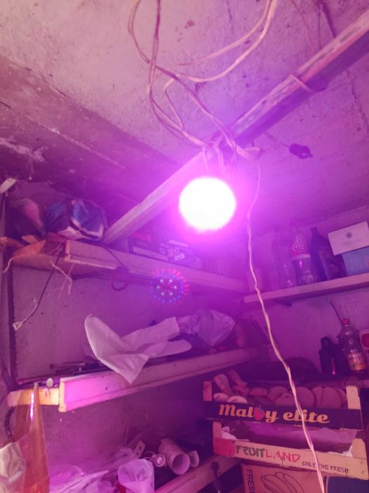 Лед лампа с 3 цвята-стимулира разтежа на  разстенията