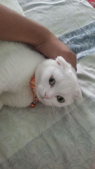 Веслаухая беременная 3месяц 200доллар