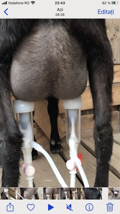 Capre  Alpine cu origine prima fatare