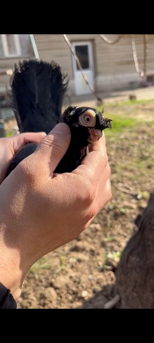 Кептер Көгершін голуби