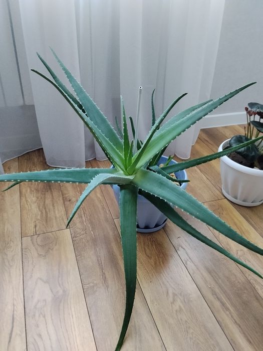 Алое возраст 10 летнее