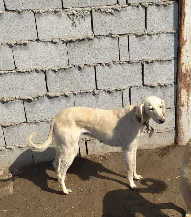 Продам тазы рабочие