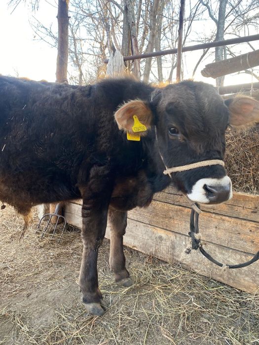 Продам быков 1 год