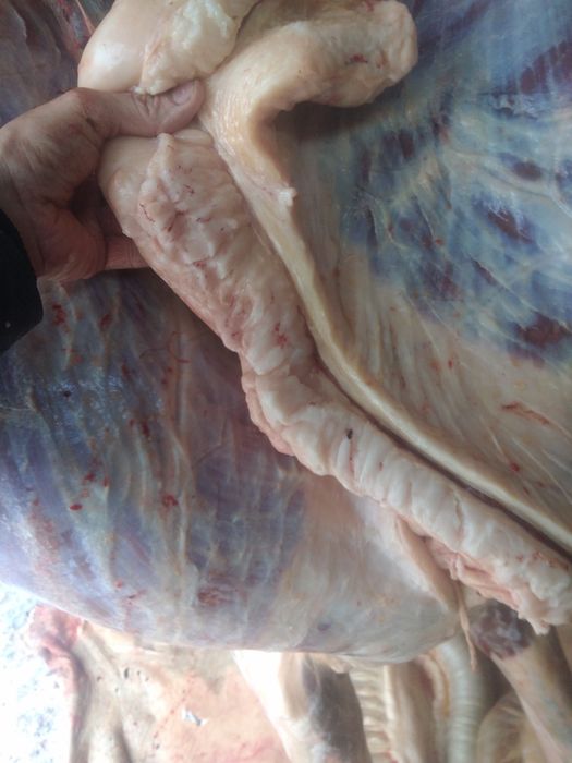 Продам жирных лошадей