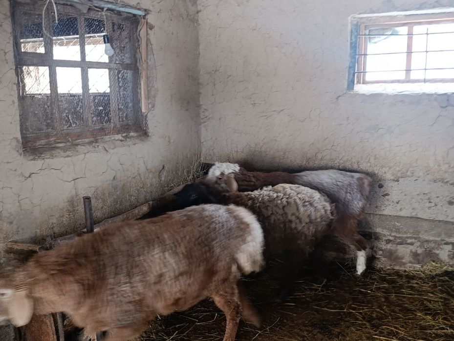 Продаётся сельхоз животные