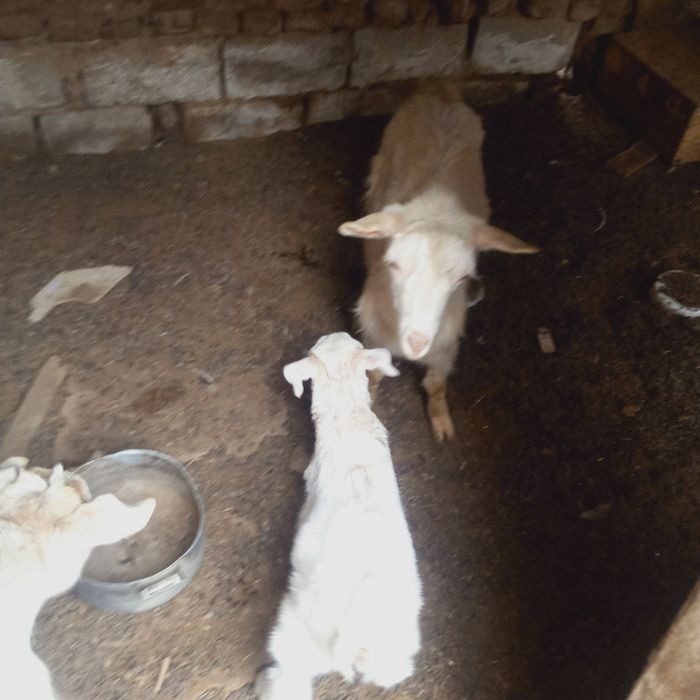 Продам козу есть уступка