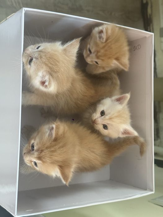 отдам котят в хорошие руки