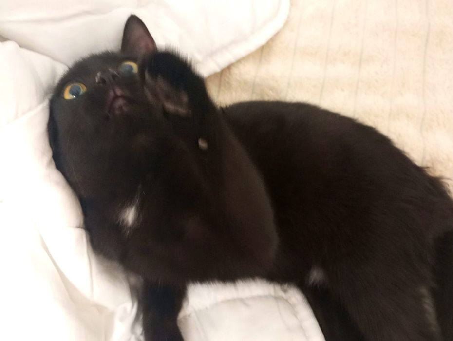 Котёнок девочка срочно отдаётся в добрые руки!