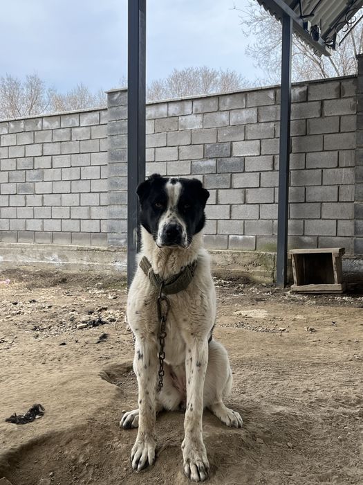 Алабай, 5 месяцев, сука.