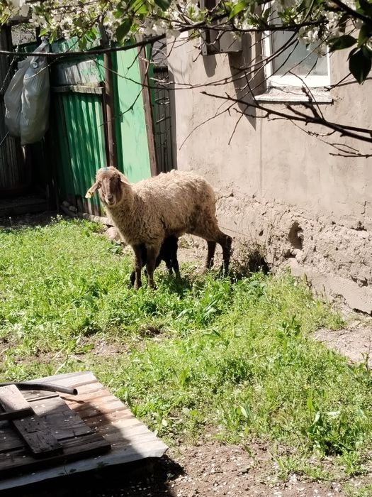 Козылы кой сатылады жас мал