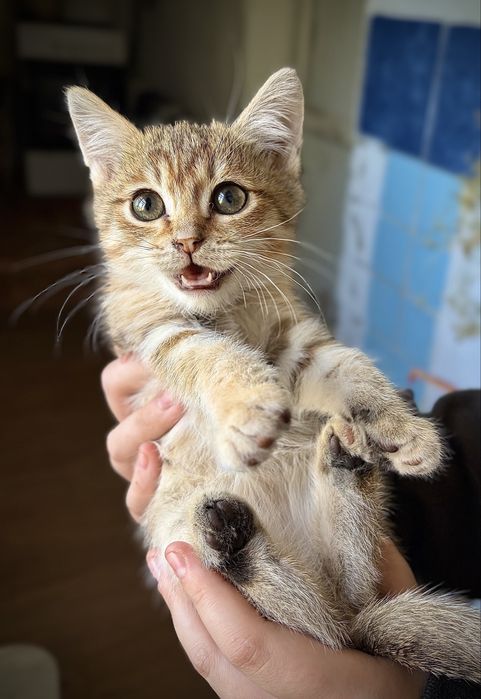 Котенок, девочка.