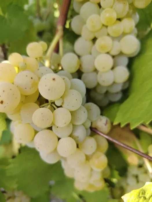 Vând struguri pentru vin