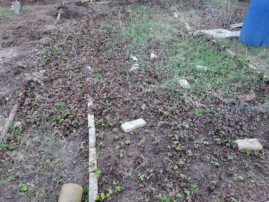 Рассада клубники