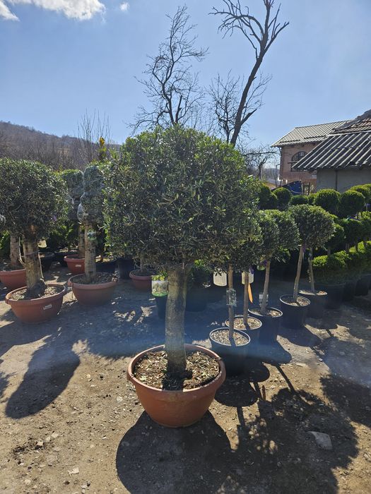 Maslin leilandy phoetinia eonymous Camelia spirale