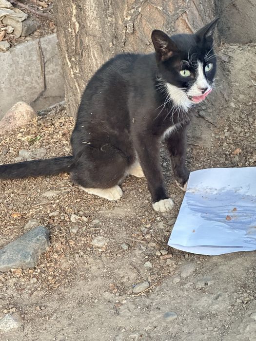 Котик живет во дворе