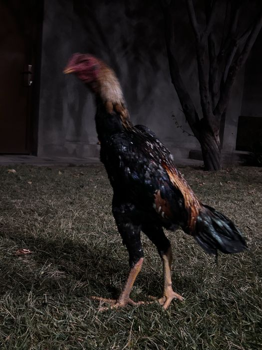 Дакан Шамо микс.