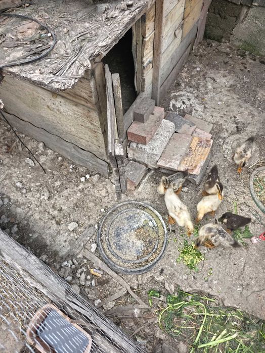 7 Bobici rata   romanesti 150lei