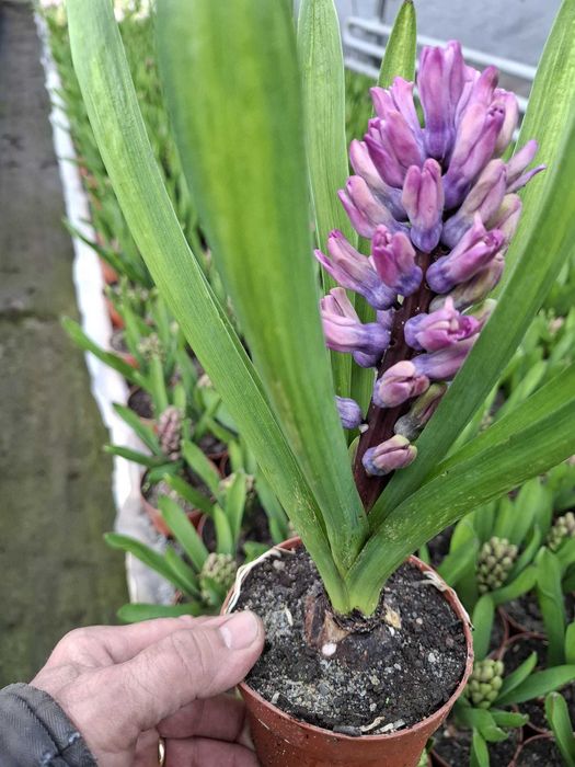 Primule, zambile 1 martie