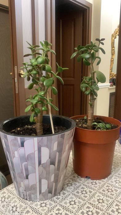 Цветы подарок на Праздник