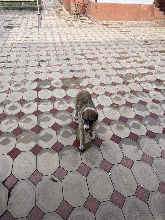 Алабай күшік мықты ұрғашы