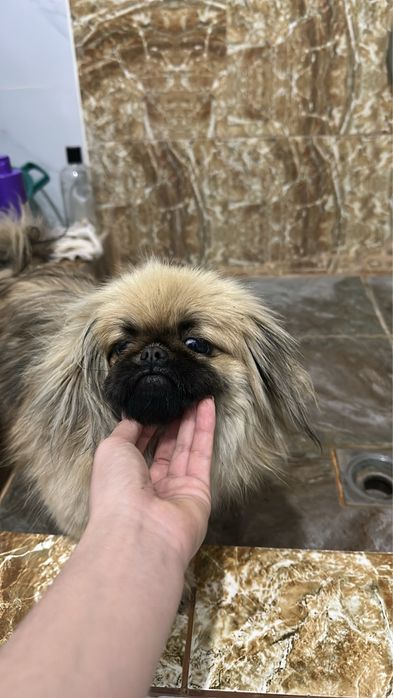 Потерялась собака