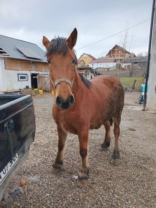 Vand manza face 3 ani