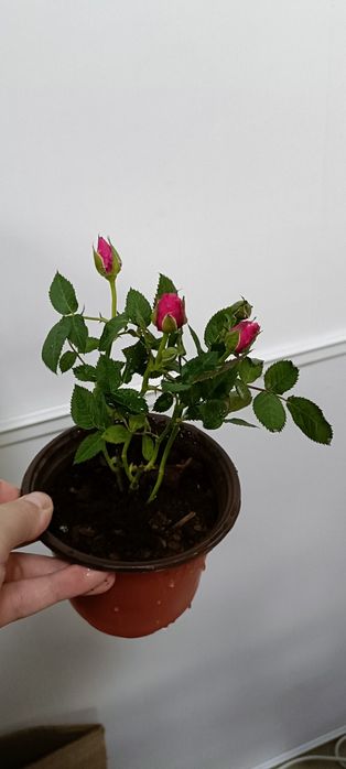 Комнатные цветы по 1000 тенге