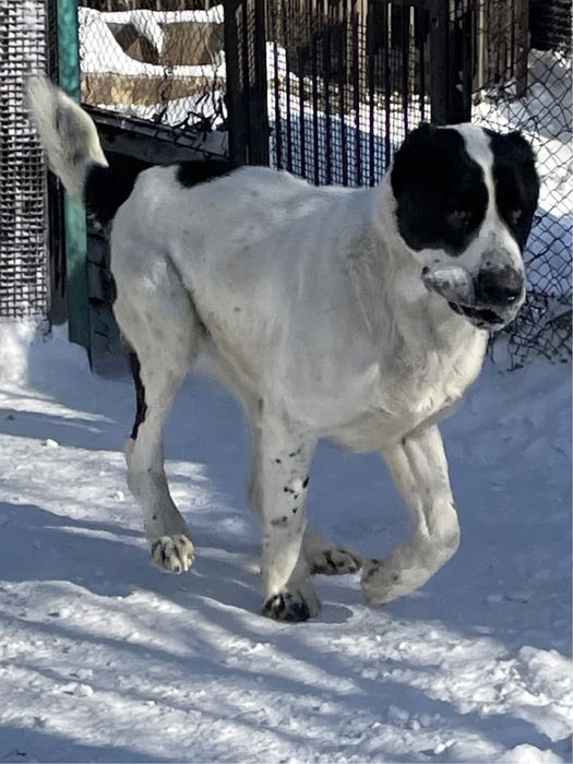 Предлагаю для вязки кобелей САО