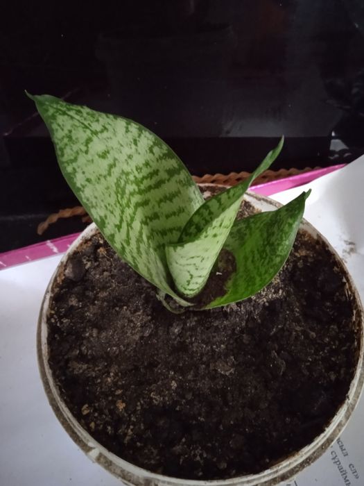 Аглонема, сансевьера