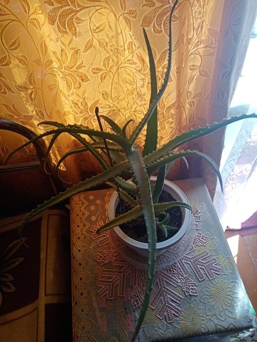 Продам Алое.          .