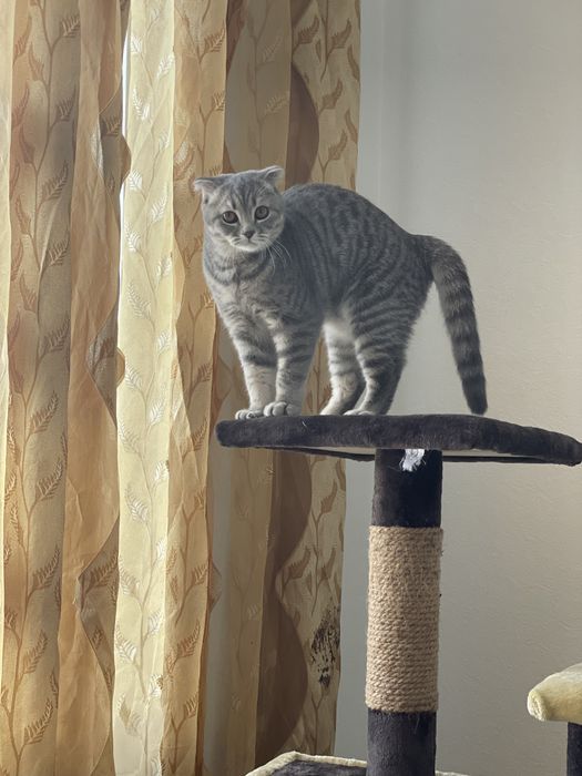 Продам котёнка