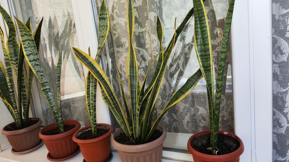 Растение Сансевиерия