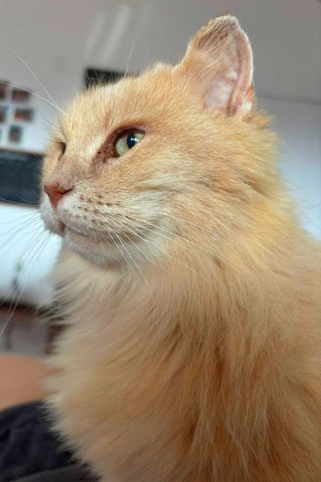 Adoptie pisica roscata Pufarina