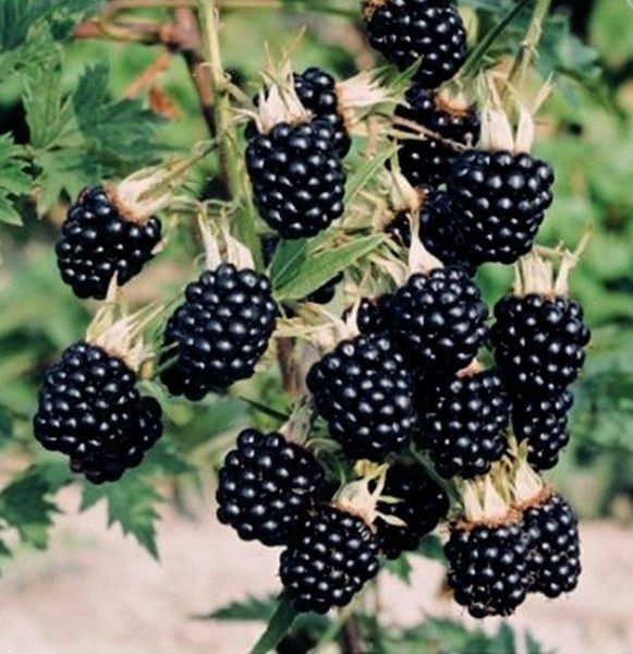 Къпини без бодли разсад