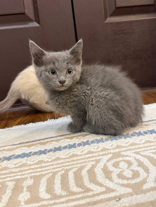 Котята. Mushukchalar.