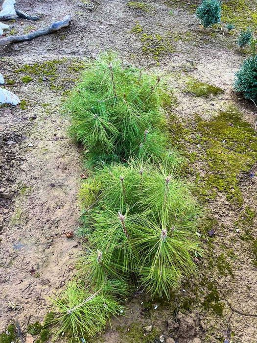 Magoniya ko’chati, dub sensa, sosna (krimskiy) sensa, shamshod