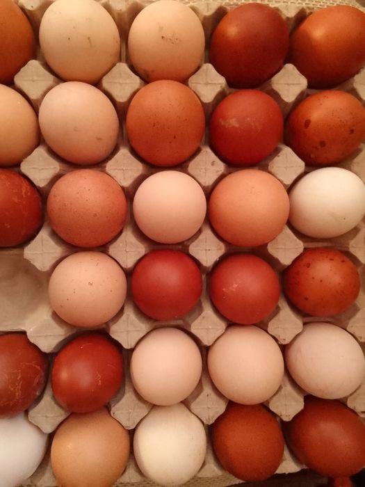 Яйца от красиви кокошки! Чифт декоративни кокошка и петле. Био инкубат