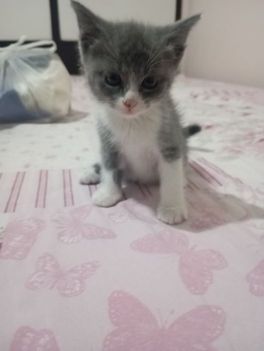 Кошки британские