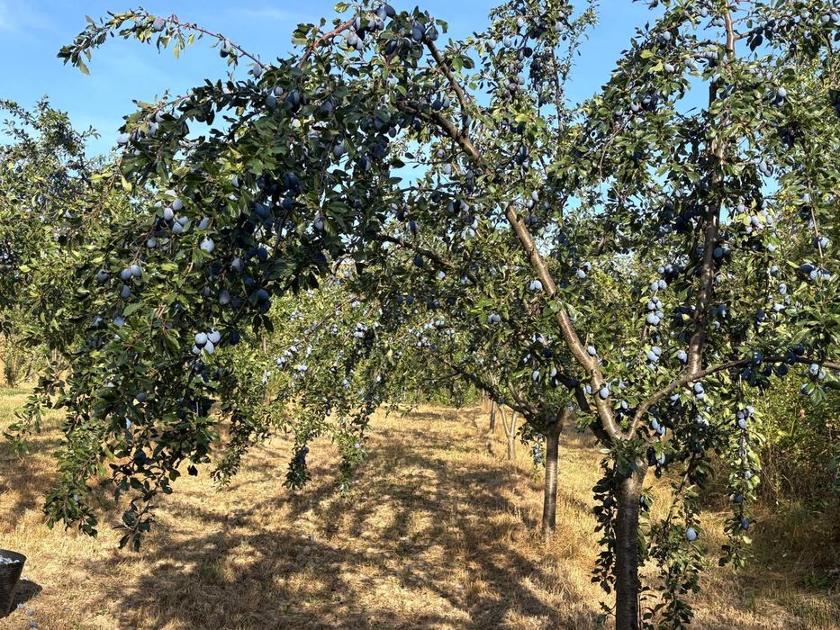 Prune de vanzare,nestropite de loc-proaspete și naturale