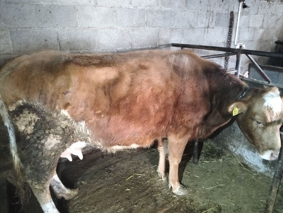 Продам корову дойную